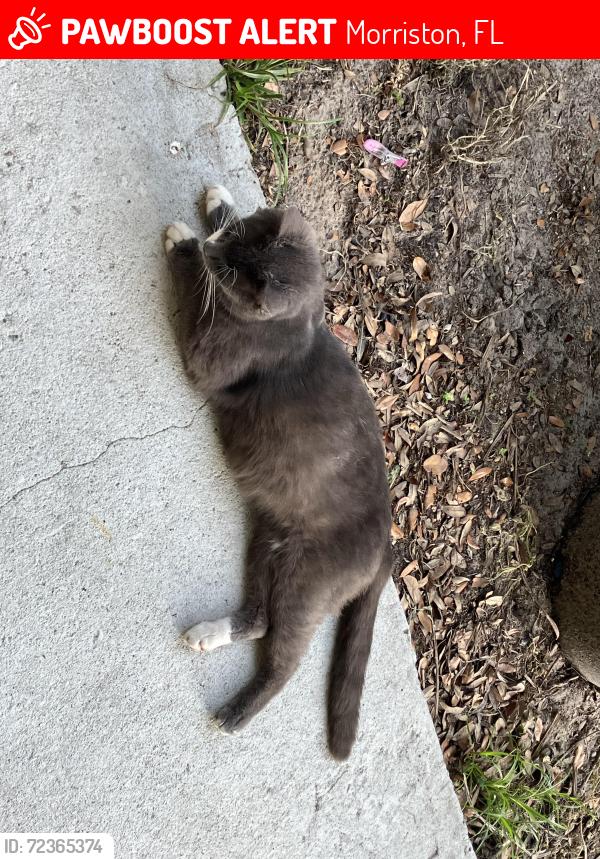 Lost Male Cat last seen NW 137 and 145 Aves, Morriston, FL 32668
