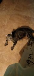 Lost Male Cat last seen Gospel Island Road , Inverness, FL 34450