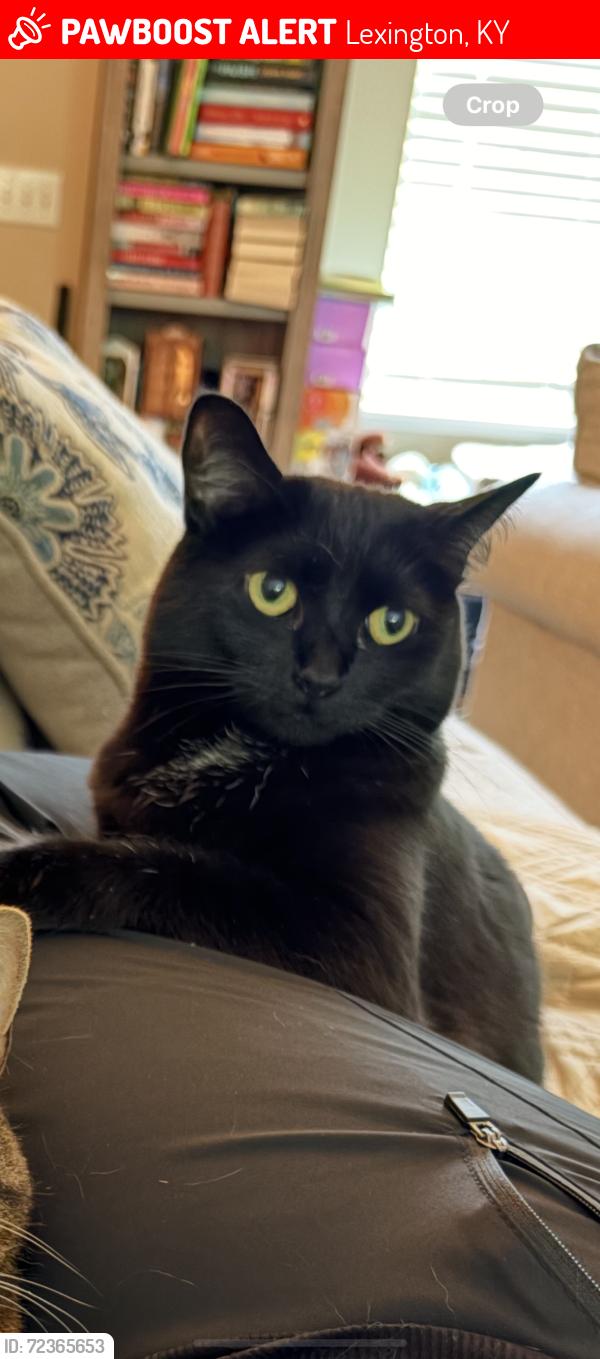 Lost Female Cat last seen Masterson station, Lexington, KY 40511