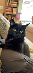 Lost Female Cat last seen Masterson station, Lexington, KY 40511