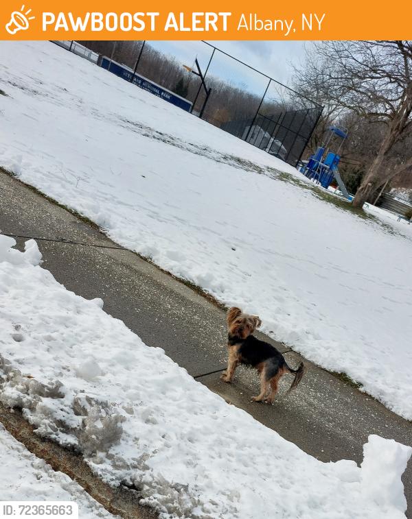 Found/Stray Unknown Dog last seen Seymore av, Albany, NY 12202