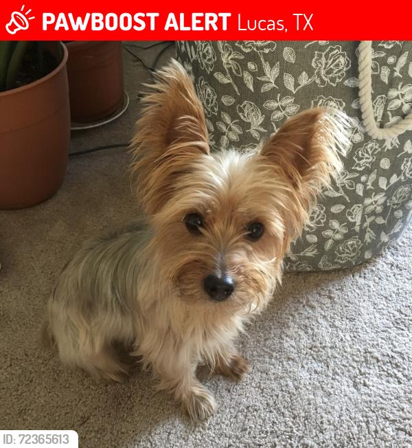 Lost Female Dog last seen Forest Creek Park, Lucas, TX 75002