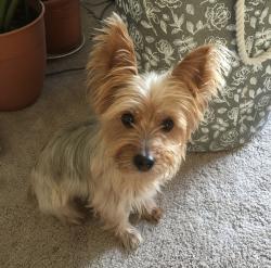 Lost Female Dog last seen Forest Creek Park, Lucas, TX 75002