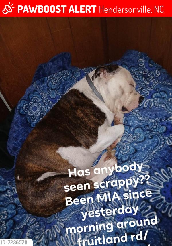 Lost Male Dog last seen Lancaster rd , Hendersonville, NC 28792