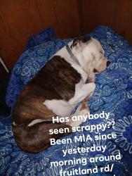Lost Male Dog last seen Lancaster rd , Hendersonville, NC 28792