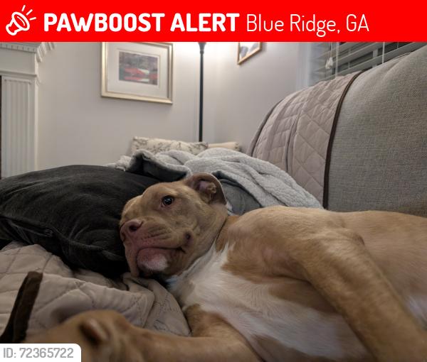 Lost Female Dog last seen Oasis Drive/Ritchie Creek, Blue Ridge, GA 30513
