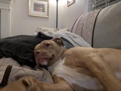 Lost Female Dog last seen Oasis Drive/Ritchie Creek, Blue Ridge, GA 30513