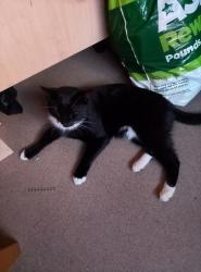 Lost Male Cat last seen Ampleforth Road , Greater London, England SE2