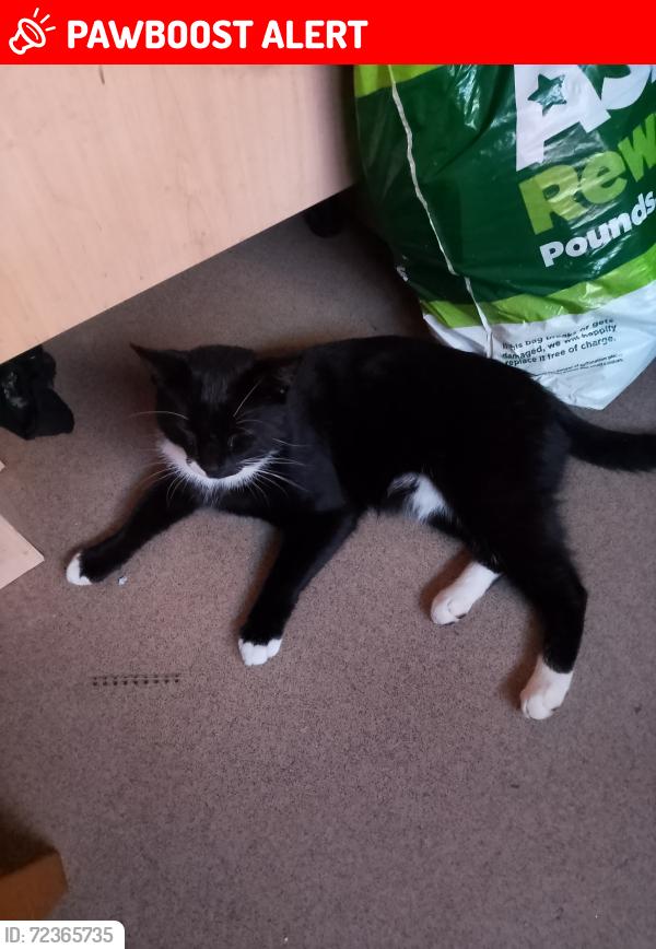 Lost Male Cat last seen Ampleforth Road, Greater London, England SE2