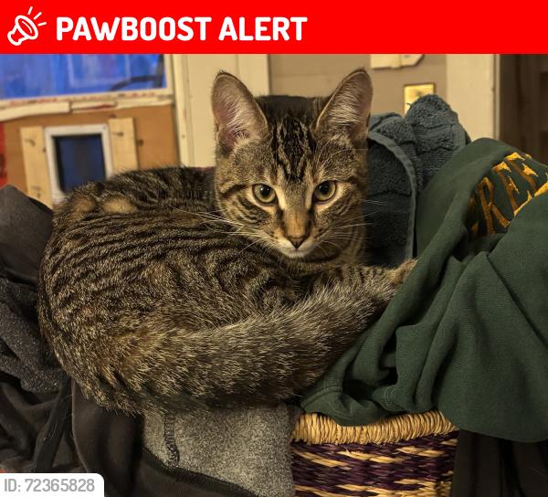 Lost Female Cat last seen Near east bay hwy big pond centrens, Cape Breton, NS B1J 1Z4