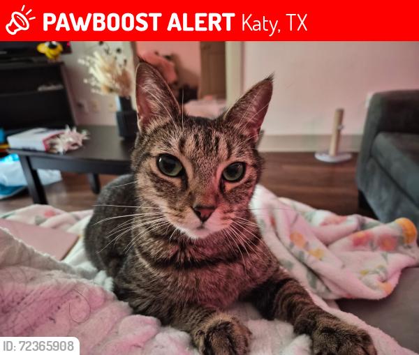 Lost Female Cat last seen Near Amelia Plantation Dr, Katy, TX 77449