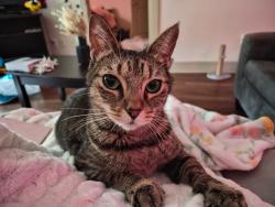 Lost Female Cat last seen Near Amelia Plantation Dr, Katy, TX 77449