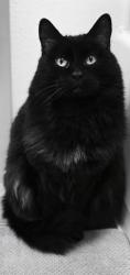 Lost Male Cat last seen SE Border & Davis MCMINNVILLE , McMinnville, OR 97128