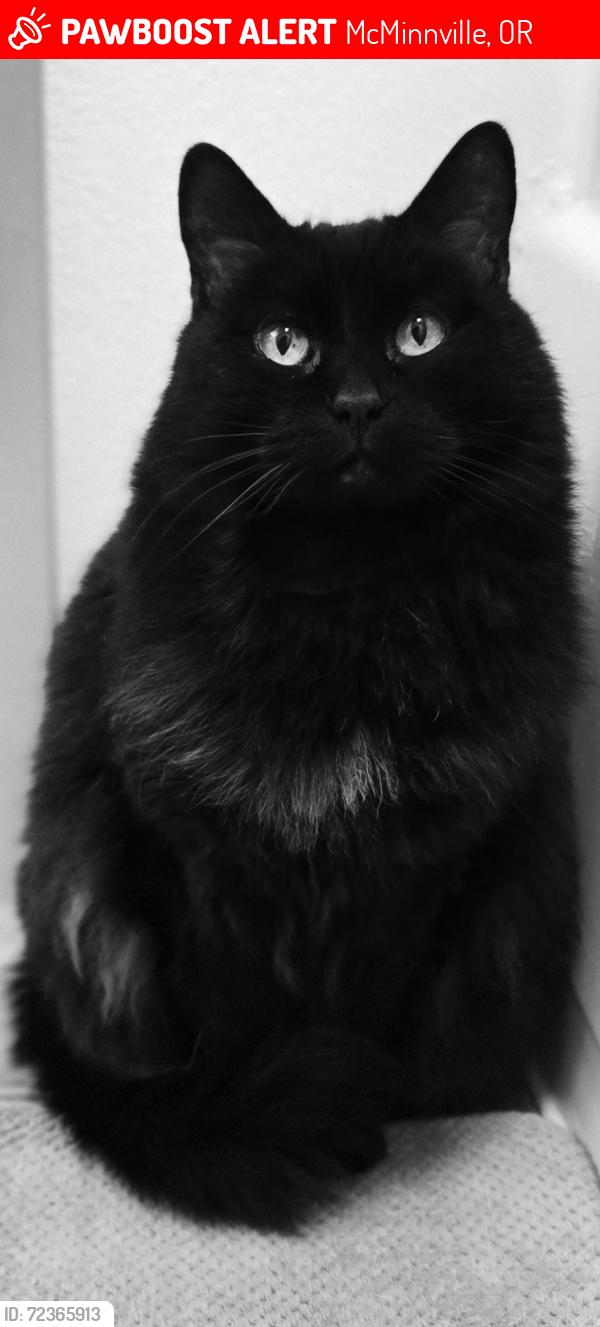 Lost Male Cat last seen SE Border & Davis MCMINNVILLE , McMinnville, OR 97128