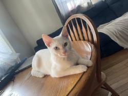Lost Male Cat last seen pennsylvania ave harrison ave, Wilmington Manor, DE 19720