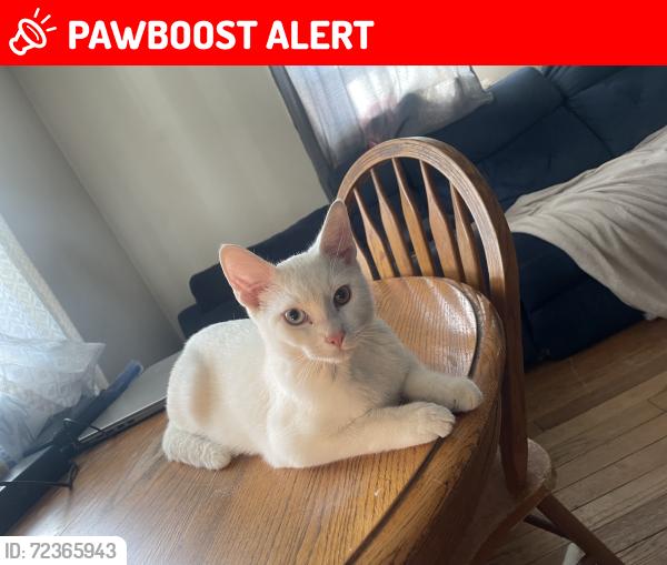 Lost Male Cat last seen pennsylvania ave harrison ave, Wilmington Manor, DE 19720