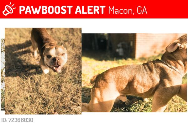 Lost Male Dog last seen near bird city, Macon, GA 31206