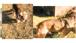 Lost Male Dog last seen near bird city, Macon, GA 31206