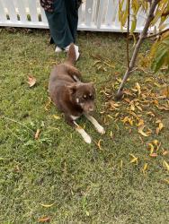 Found/Stray Female Dog last seen Horace Mann Elementary School, Bakersfield, CA 93306