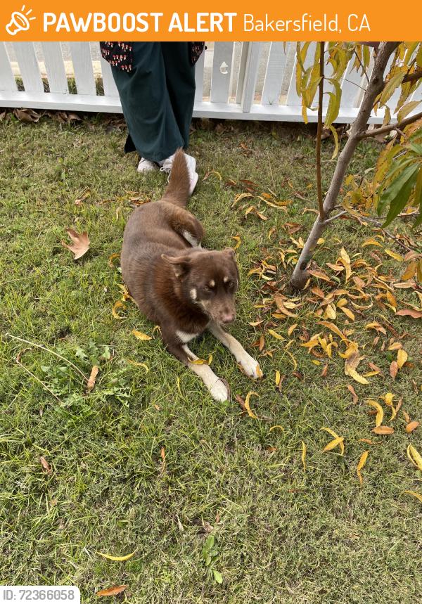Found/Stray Female Dog last seen Horace Mann Elementary School, Bakersfield, CA 93306