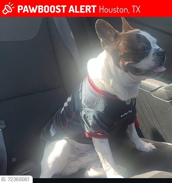 Lost Male Dog last seen On the corner of yoe st , Houston, TX 77016