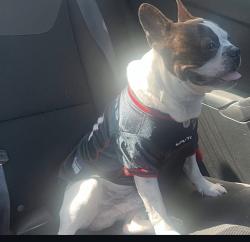 Lost Male Dog last seen On the corner of yoe st , Houston, TX 77016
