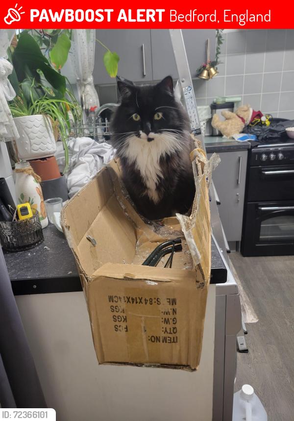Lost Male Cat last seen Bedford town, Bedford, England 
