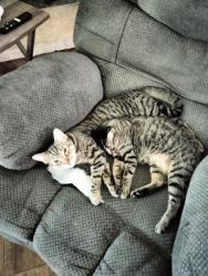 Lost Male Cat last seen Josey and Woodbury , Carrollton, TX 75007