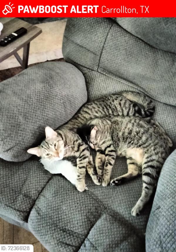 Lost Male Cat last seen Josey and Woodbury , Carrollton, TX 75007