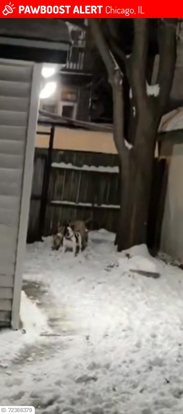 Lost Male Dog last seen Calumet/ king drive, Chicago, IL 60602