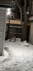 Lost Male Dog last seen Calumet/ king drive, Chicago, IL 60602