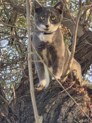 Lost Male Cat last seen 12st&elm ave, Imperial Beach, CA 91932