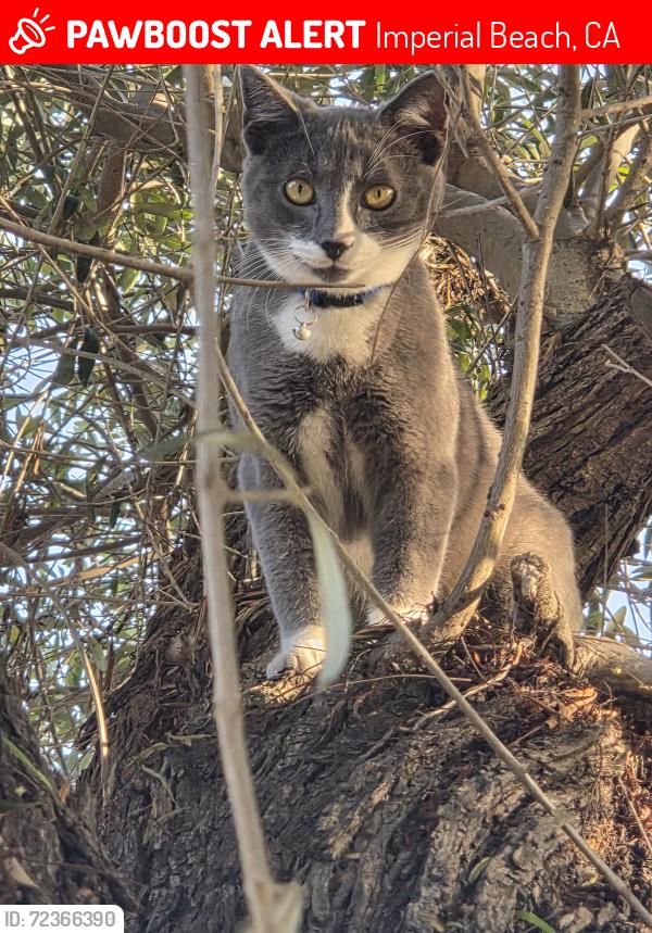 Lost Male Cat last seen 12st&elm ave, Imperial Beach, CA 91932