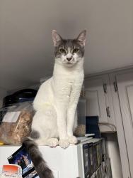 Lost Female Cat last seen Sea Wind PL, Haverhill of Coventry, Fort Wayne, IN 46804