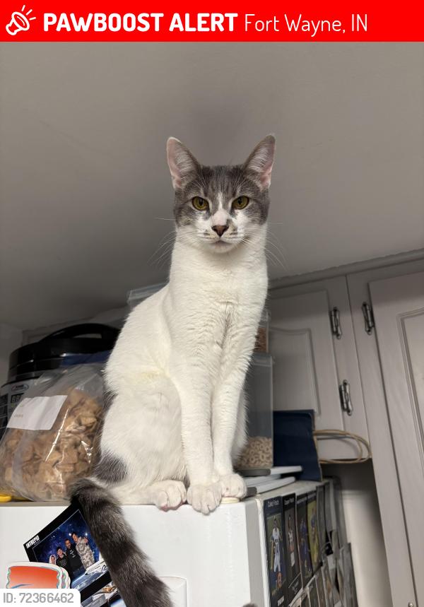 Lost Female Cat last seen Sea Wind PL, Haverhill of Coventry, Fort Wayne, IN 46804