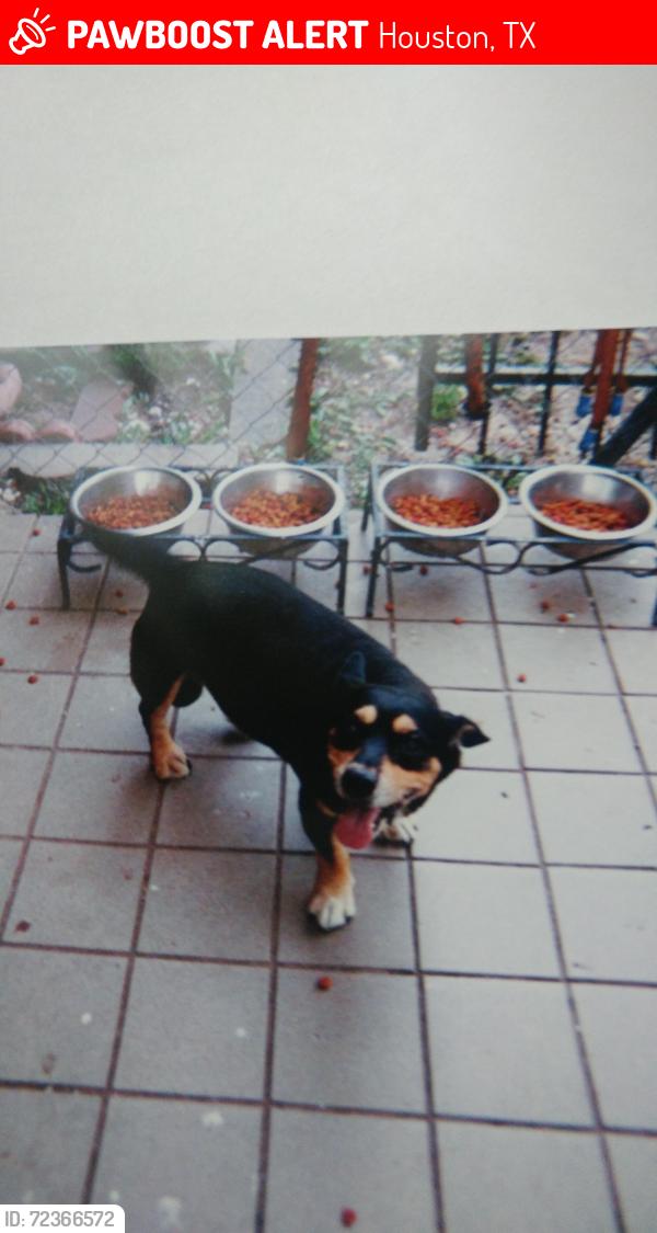 Lost Male Dog last seen Vialinda drive, addicks clodine, Houston, TX 77083