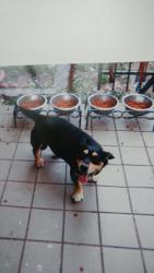 Lost Male Dog last seen Vialinda drive, addicks clodine, Houston, TX 77083