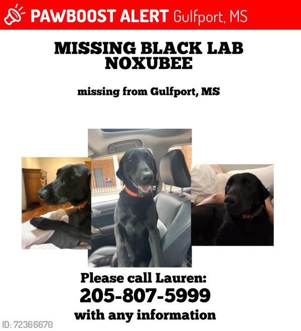 Lost Male Dog last seen O'Neal Rd/ John Ross Rd, Gulfport, MS 39503