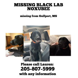 Lost Male Dog last seen O'Neal Rd/ John Ross Rd, Gulfport, MS 39503