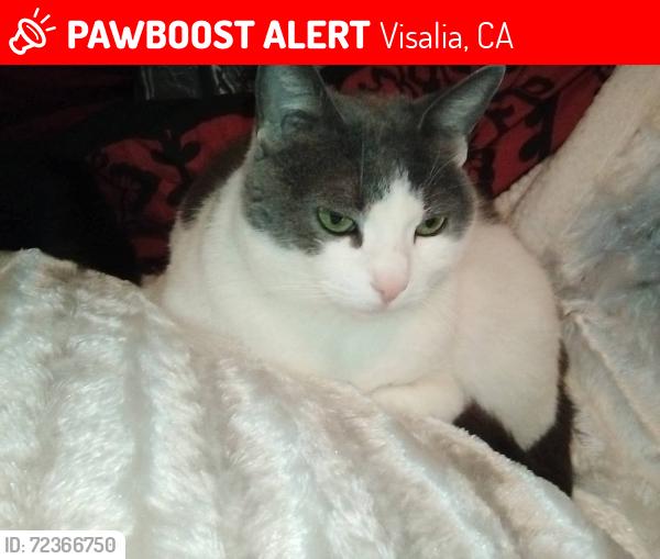 Lost Female Cat last seen Walnut and Santa Fe , Visalia, CA 93292