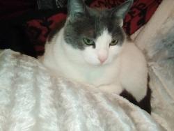 Lost Female Cat last seen Walnut and Santa Fe , Visalia, CA 93292