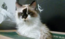 Lost Female Cat last seen Santa Fe and Walnut , Visalia, CA 93292