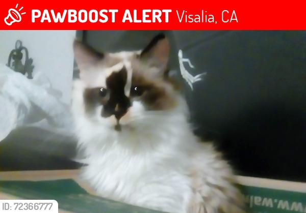Lost Female Cat last seen Santa Fe and Walnut , Visalia, CA 93292