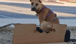 Lost Female Dog last seen Dennys- Dunlap offramp, Phoenix, AZ 85021