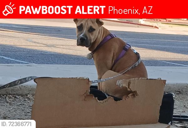 Lost Female Dog last seen Dennys- Dunlap offramp, Phoenix, AZ 85021