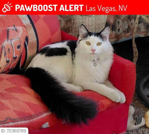 Lost Male Cat last seen Silver Bow Dr/ Colton st. / lamb Blvd , Las Vegas, NV 89115