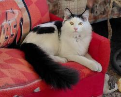 Lost Male Cat last seen Silver Bow Dr/ Colton st. / lamb Blvd , Las Vegas, NV 89115