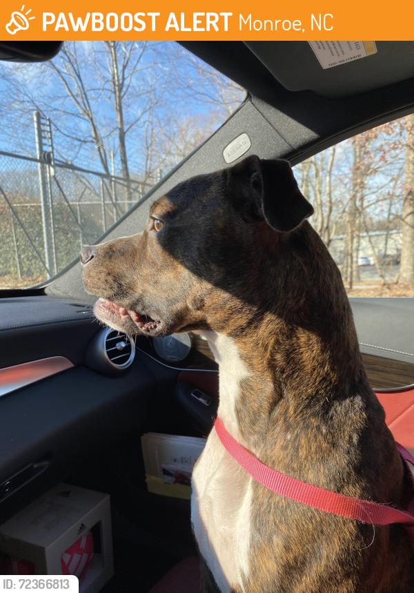 Found/Stray Female Dog last seen Oakland dr and Sunset Dr, Monroe, NC 28112
