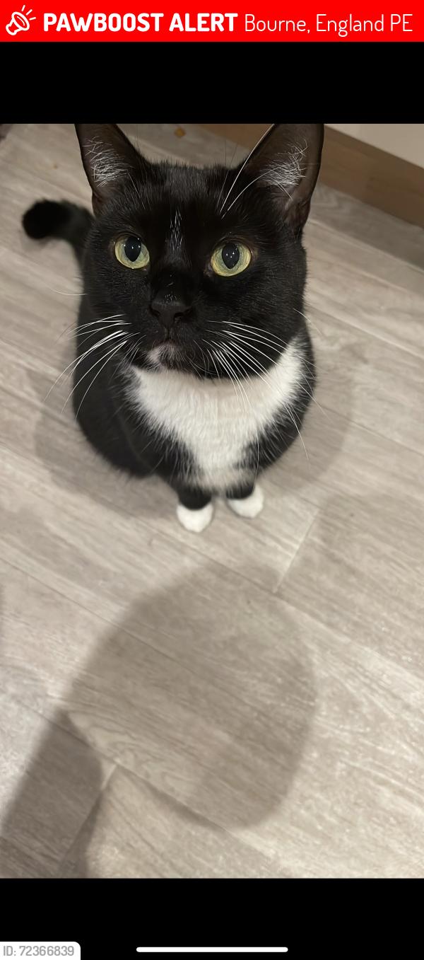 Lost Female Cat last seen Tilia way, Bourne, England PE10