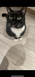 Lost Female Cat last seen Tilia way , Bourne, England PE10